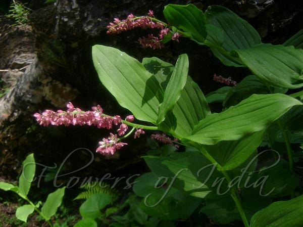 Himalayan Mayflower